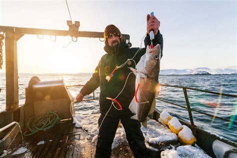 Cod Fishing – Some Basic But Important Tips