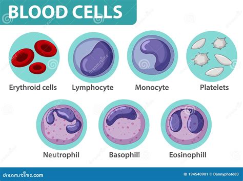 Education Chart Of Biology For White Blood Cells Diagram