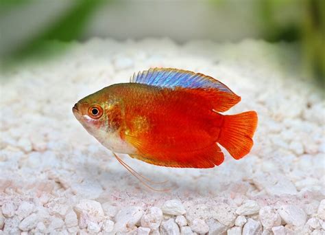 Dwarf Gourami Care Guide: Colors, Tank Mates and More… - Everything ...