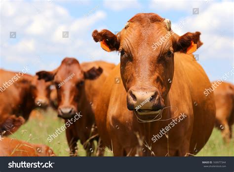 Bonsmara Cattle In The Field, South Africa Stock Photo 169977344 : Shutterstock