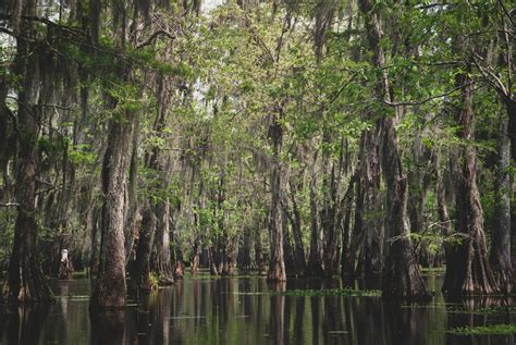 Francis Marion National Forest Paddle | Coastal Expeditions Blog