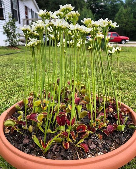 quickwitter: VENUS FLY TRAP IN BLOOM Dionaea... | Venus fly trap ...