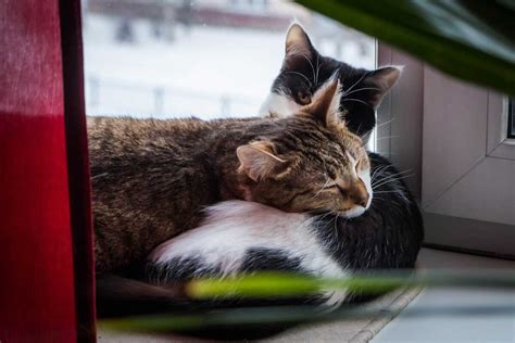 Are Your Cats Bonded? Here's How to Tell - TheCatSite