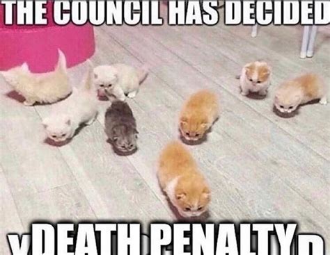 The council has decided, death penalty. : r/Catmemes