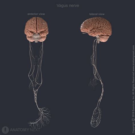 Vagus Nerve Anatomy