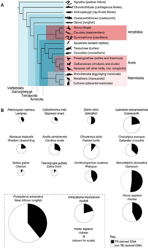 Figure 2 from Evolution and Diversity of Transposable Elements in Vertebrate Genomes | Semantic ...