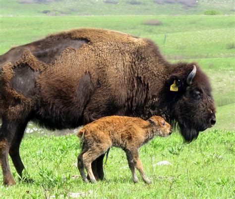 Does more rain make healthy bison babies? - Data Nuggets