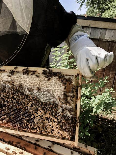 Backyard Beekeeping for Beginners - Rocky Hedge Farm