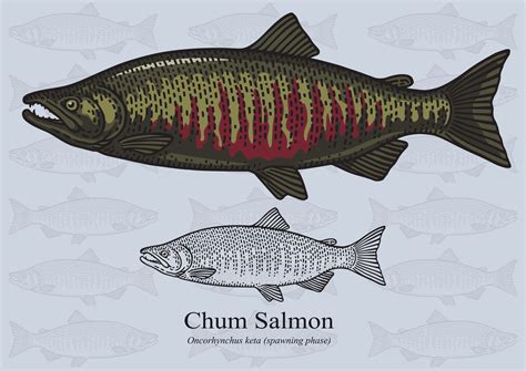 Chum Salmon - Fishmasters.com