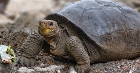 Galápagos tortoise found alive from species thought to be extinct for ...