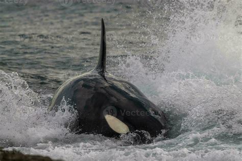 orca whale breaching in the ocean 26596409 Stock Photo at Vecteezy