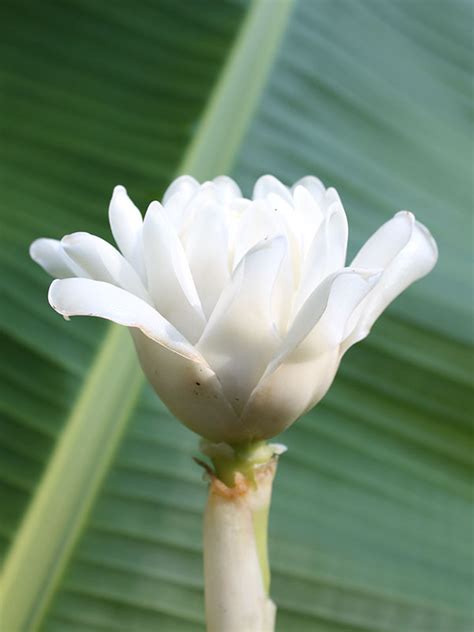 XL White Torch Ginger Plant (etlingera elatior) – Urban Tropicals