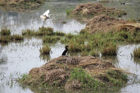 Birds in Sultanpur National Park Photograph by Dheeraj Arora - Fine Art America