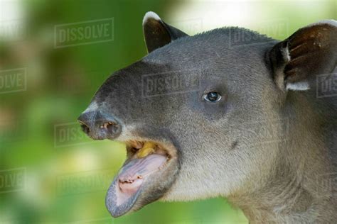 A gentle giant tapir eats mangos in the jungle edge - Stock Photo ...