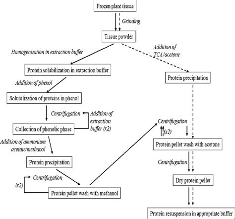 1 Flowchart of protein extraction protocol. Solid lines indicate phenol ...