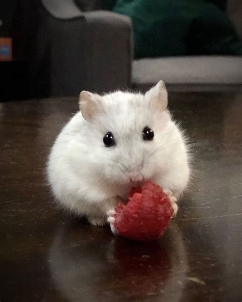 Meet Quartz, a white Djungarian dwarf hamster! Ain’t she the cutest ...