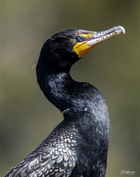 Double Crested Cormorant......those EYES! | BirdForum