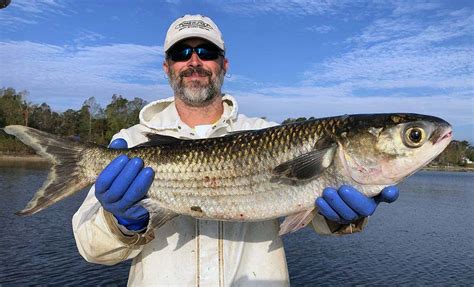 Inshore: Species Profile – Mullet - The Fisherman