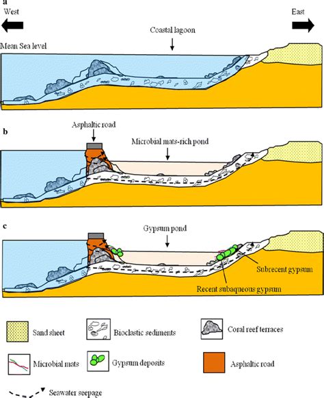 Schematic model for the evolution of the middle coastal lagoon to... | Download Scientific Diagram