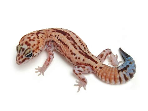 Striped White Out Patternless | The Urban Gecko | Gecko, Leopard gecko, Reptiles