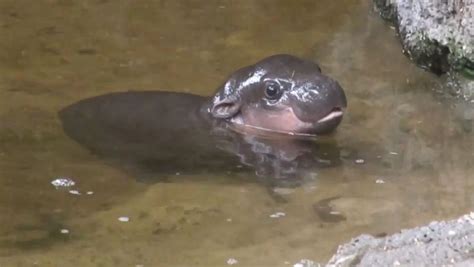 Baby Pygmy Hippo Goes for One Adorable Swim Video - ABC News