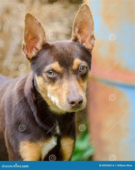 Chocolate Rat Terrier Mixed Breed Dog Adoption Photo Stock Photo - Image of shelter, rawhide ...