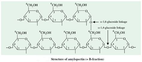 Starch | Structure, Properties, Biosynthesis & Metabolism (2022)