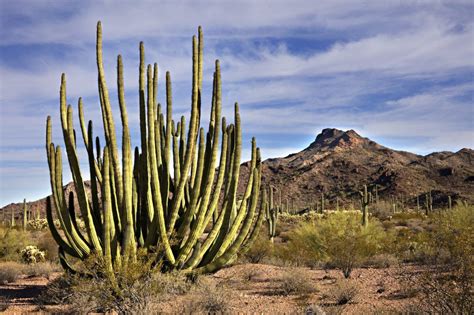 Organ Pipe Cactus National Monument | Drive The Nation