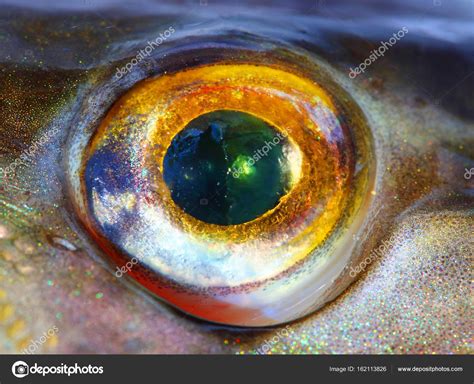 Fish eye close up. Stock Photo by ©vladvitek 162113826