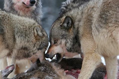 Wolf Season Comment Period Extended - Montana Hunting and Fishing Information