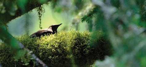 Impacts of management on forest biodiversity « College of Forestry