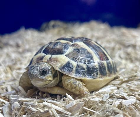 2024 UK Bred Western Dwarf Hermann Tortoise - Tortoise Centre