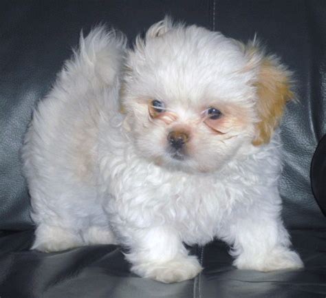 Peekapoo (Pekingese-Poodle Mix) Information, Temperament, Puppies ...