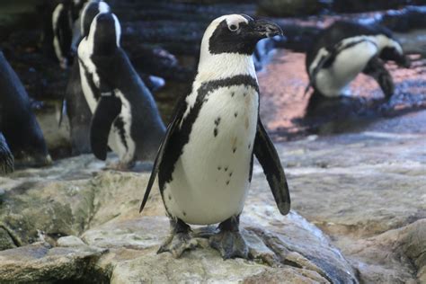 Black And White Penguins · Free Stock Photo