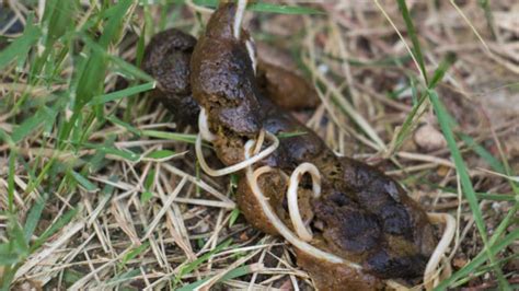 Pictures of Worms in Dog Poop 2023 - What to Do If You Find Them - Petsmart