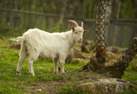 Domestic goat Free Photo Download | FreeImages