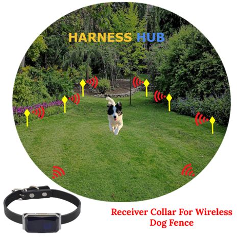 Wireless Dog Fence: A Complete Guide | Harness Hub