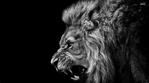 Angry Lion Laptop Wallpapers - Top Free Angry Lion Laptop Backgrounds ...