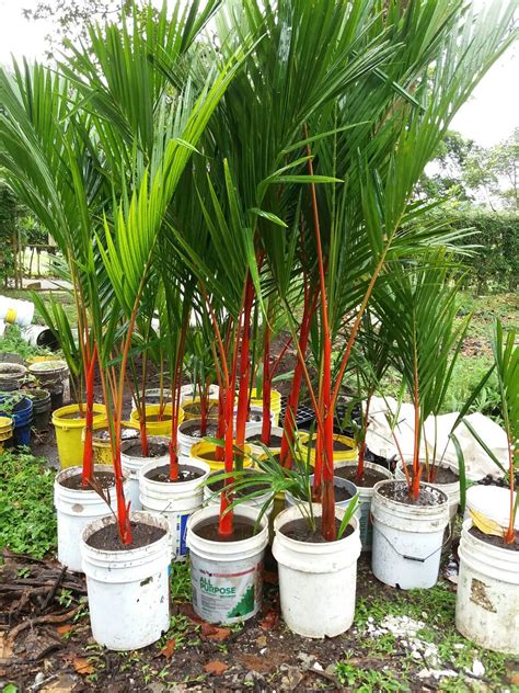 Cyrtostachys Renda Palm Garden, Tropical Garden Design, Tropical ...