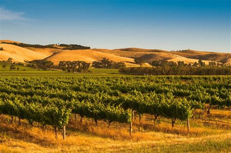 #Wine101：Shiraz - Australia's Best-Known Grape | Watson's Wine