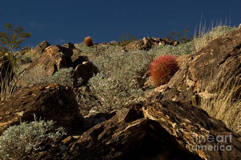 Rugged Terrain Photograph by Lucinda Blackstone