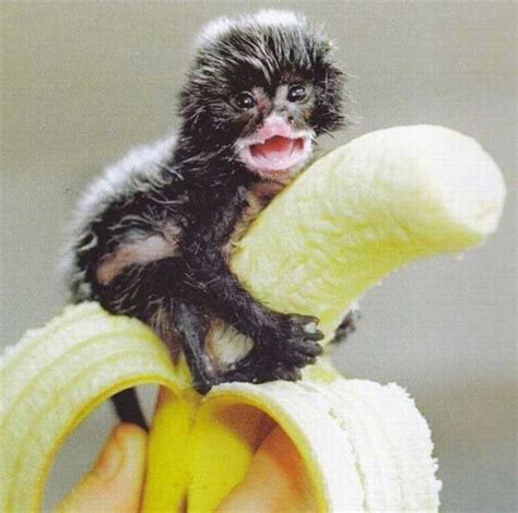 This Monkey Lives On This Banana