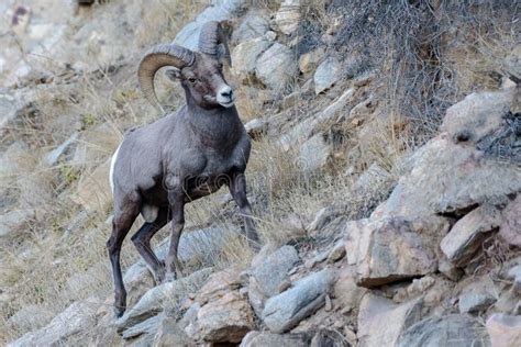 Wild Colorado Rocky Mountain Bighorn Sheep Stock Image - Image of bright, female: 140605605