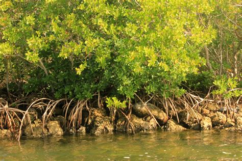 Mangroves at Biscayne National Park, Florida image - Free stock photo - Public Domain photo ...