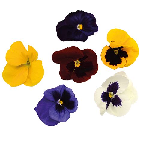 Pansy Edible Flowers - Westlands UK