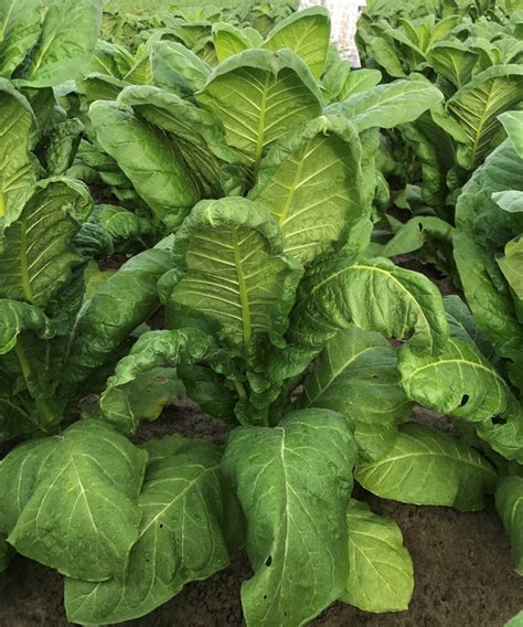 Dicamba Update: When Drift Hits Tobacco - CropLife