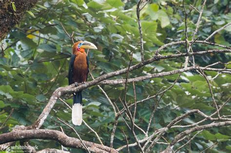 Hornbills and Toucans: Convergent Evolution | Whitehawk Birding Blog