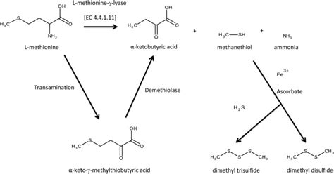 A biosynthetic pathway for formation of dimethyl disulfide and dimethyl... | Download Scientific ...