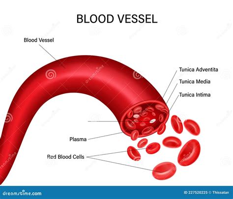 Blood Vessel Diagram Isolated on White Background. Vector Illustration ...