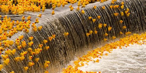 The Great Rubber Duck Races in Breckenridge, CO - Summit Express